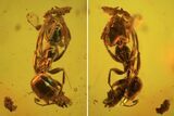 Fossil Ant (Formicidae) In Baltic Amber #84613-1